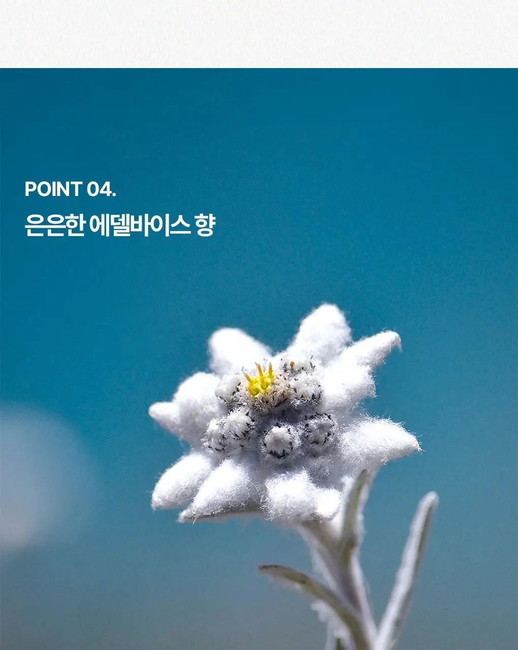 [외출/여행/운동] 유리아쥬 진피 미스트 50ml 상세페이지 17